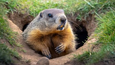 After Humira Biosimilars, Will It Be Groundhog Day For Stelara?