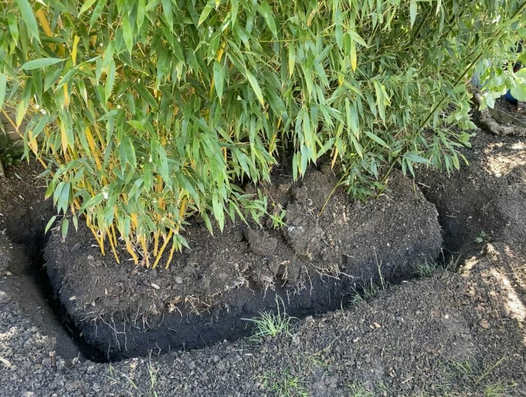 bamboo removal services