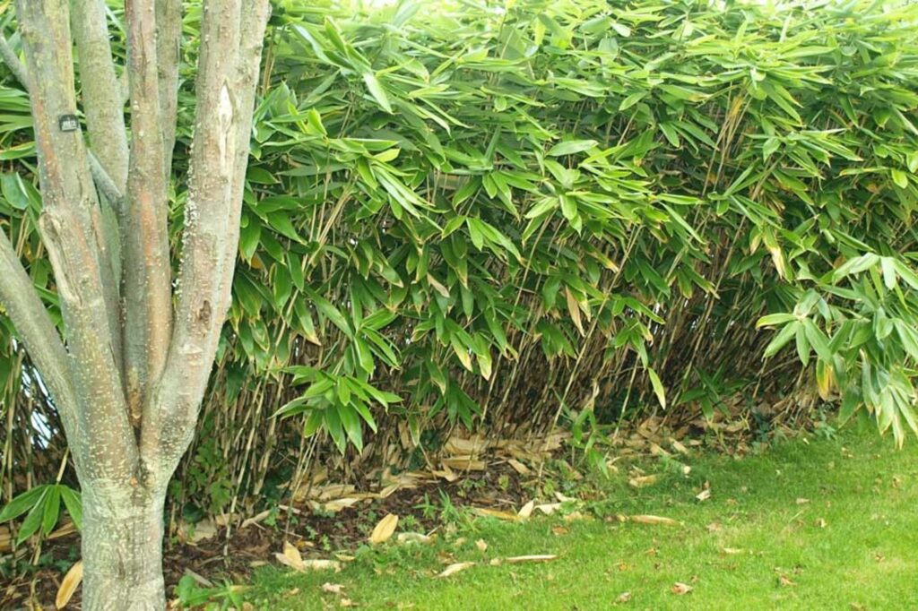 bamboo removal services