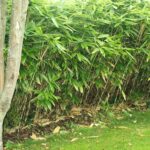 bamboo removal services